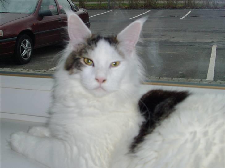 Maine Coon Sheercoons Ozzy billede 5