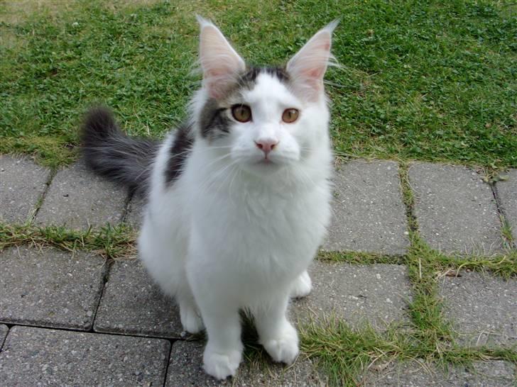 Maine Coon Sheercoons Ozzy billede 6