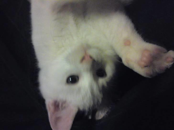 Huskat Rafael billede 1