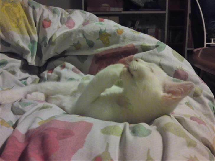 Huskat Rafael billede 2