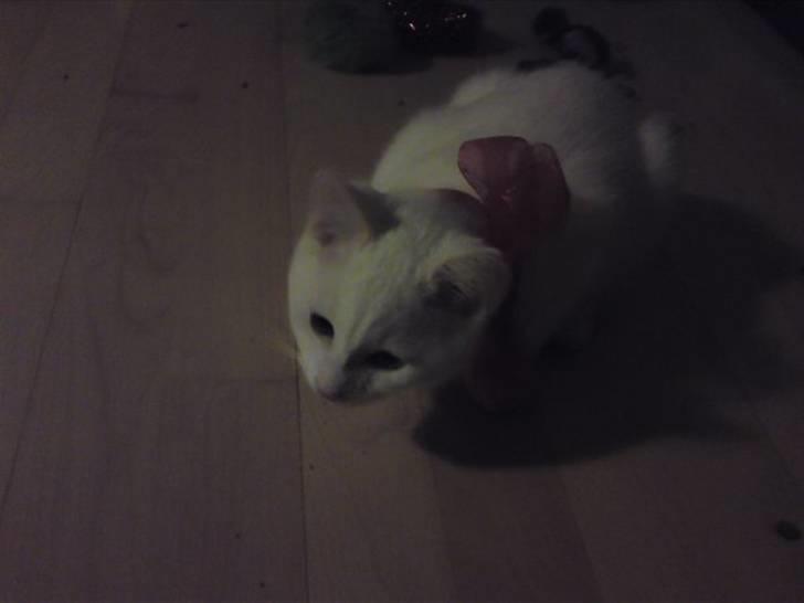 Huskat Rafael billede 3