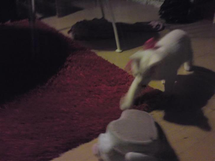 Huskat Rafael - Sutsko er heller ikke helt ringe at lege med... billede 4