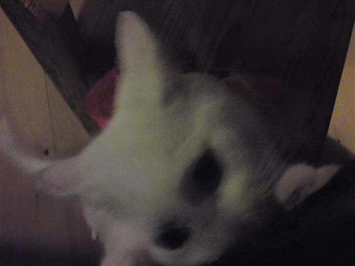 Huskat Rafael - Han angreb kamerastroppen, hans nye yndlingslegetøj, som han så har fået bidt i stykker. :) billede 5