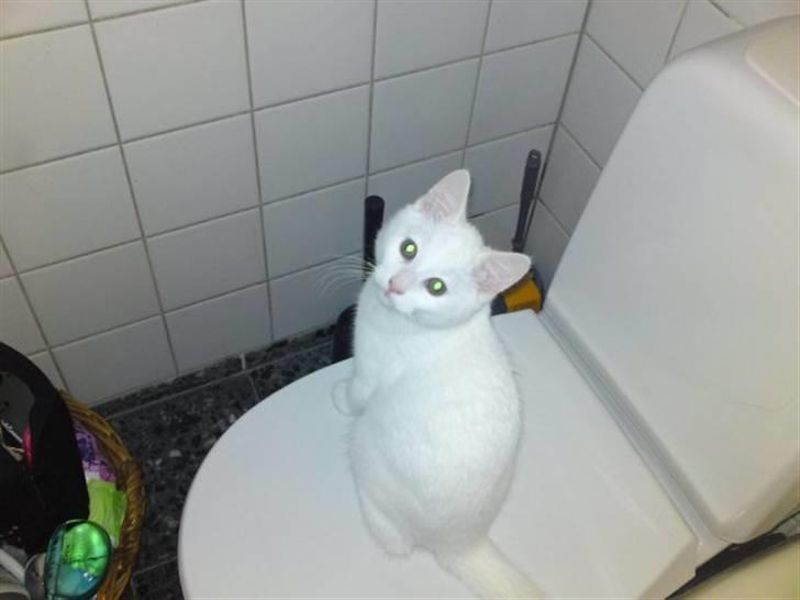 Huskat Rafael billede 6