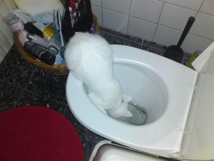 Huskat Rafael - Han vil meget gerne undersøge hvad der er i toilettet, og bliver lige overrasket hver gang når han opdager at det er vand... billede 7