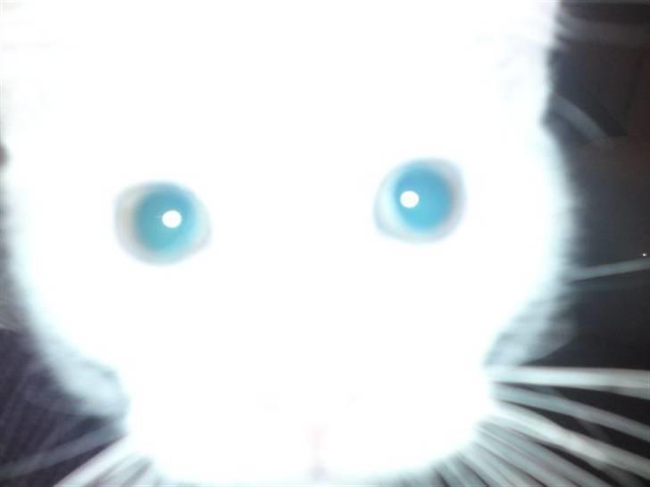 Huskat Rafael - Rafael synes at kameraet så spændende ud. billede 8