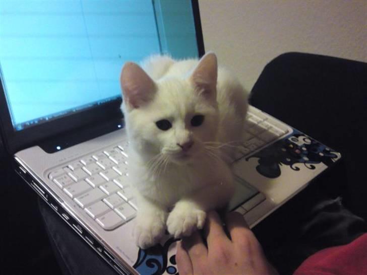 Huskat Rafael - Han elsker opmærksomhed og gør hvad som helst for at få hans del af den. Og mere til. billede 9