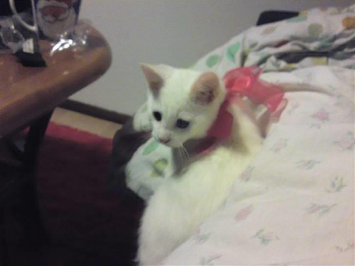 Huskat Rafael billede 10