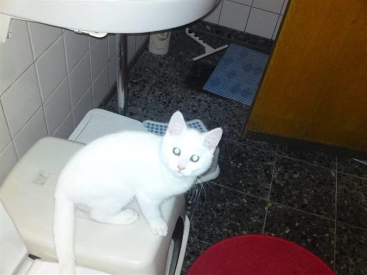 Huskat Rafael billede 11