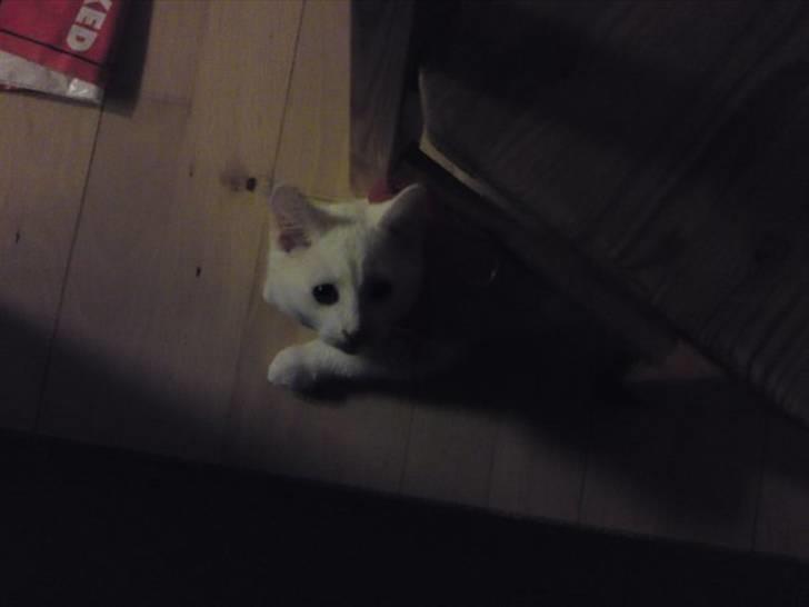 Huskat Rafael billede 12