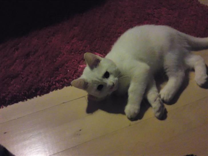 Huskat Rafael billede 13