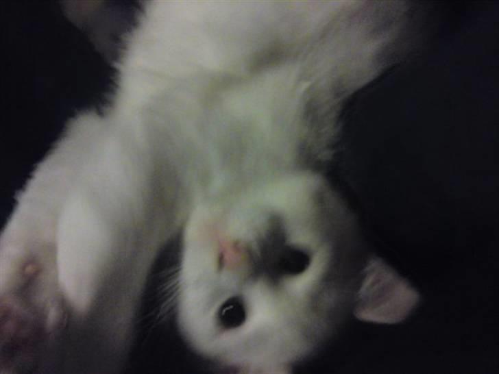 Huskat Rafael billede 14