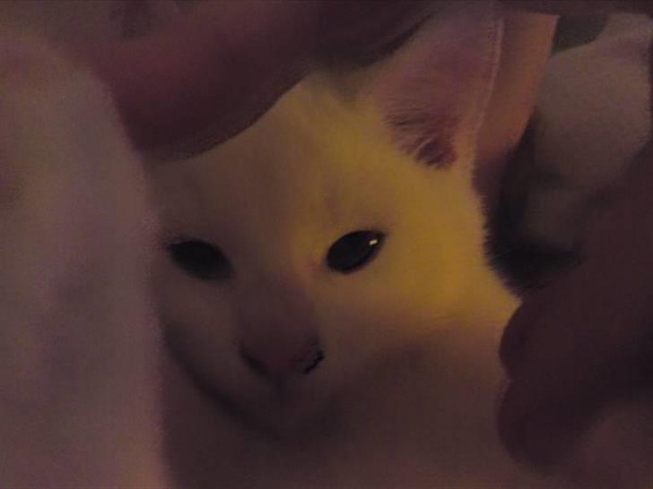 Huskat Rafael billede 15