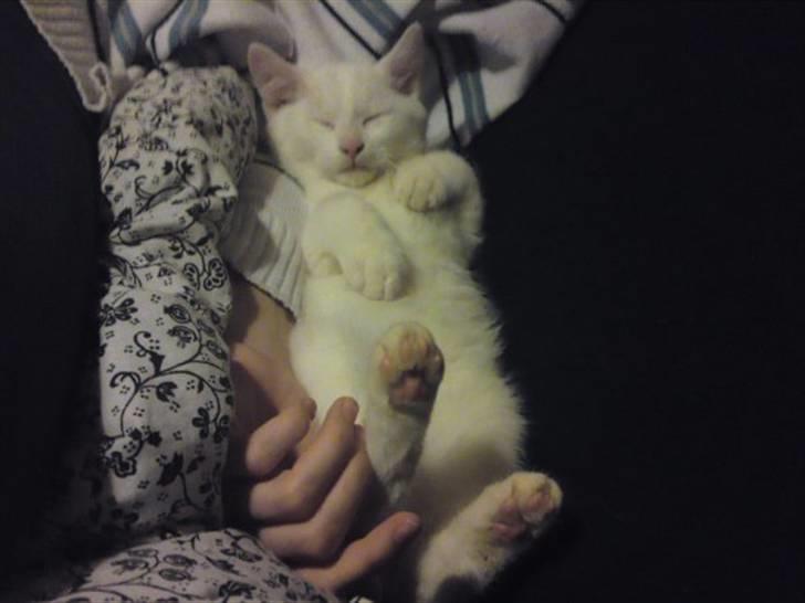 Huskat Rafael - Rafael, den lille puttemis, ligger og sover i mors arme.  billede 16