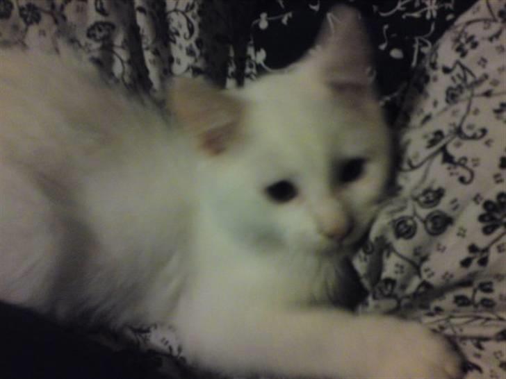 Huskat Rafael billede 17