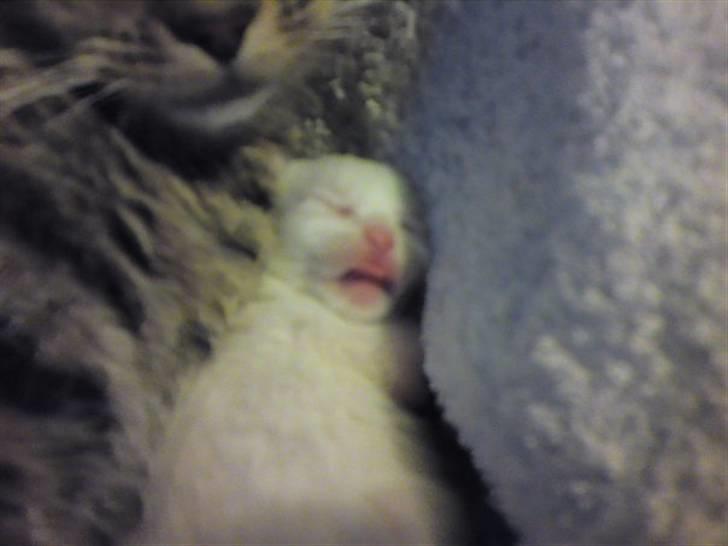 Huskat Rafael - Rafael der ligger og sover ved sin mor, to dage efter fødslen. Hans lille tunge stak ud. :) billede 18