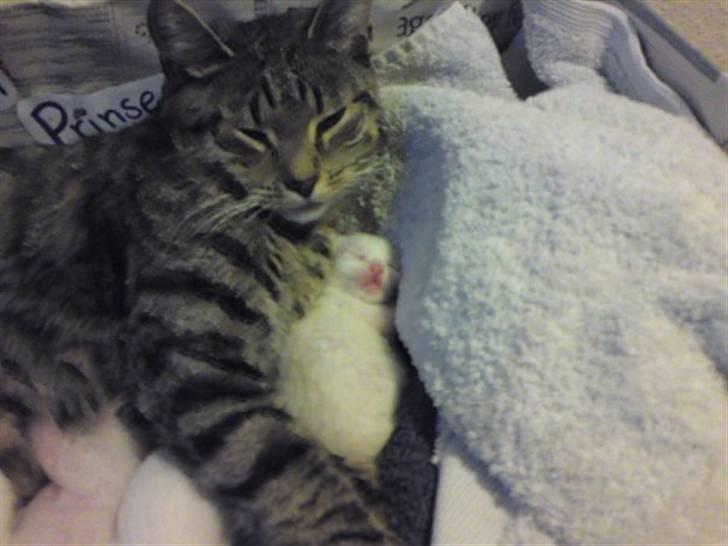 Huskat Rafael - Rafael og missemor to dage efter fødslen. billede 19