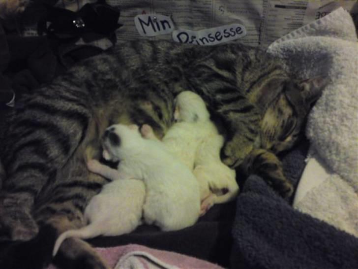 Huskat Rafael - Missemor med alle fire fine hvide killinger. Rafael er killingen længst til højre. Billedet er taget to dage efter deres fødsel. billede 20