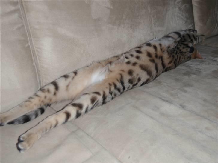 Blanding af racer Isis - Isis flader ud :-) billede 7