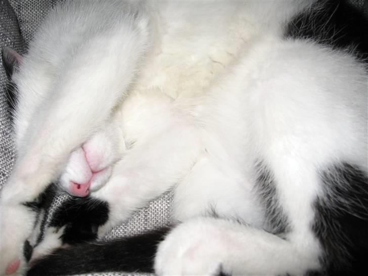 Huskat Vincent *R.I.P.1.-7.2010* billede 18