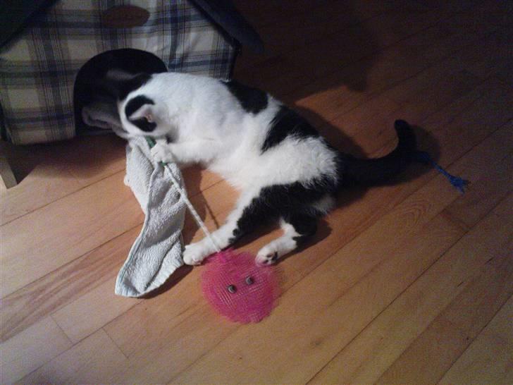 Huskat Vincent *R.I.P.1.-7.2010* billede 19