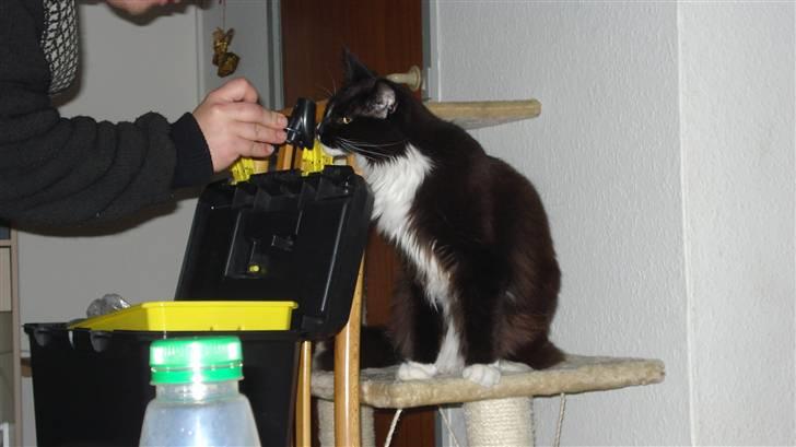 Maine Coon Sajuni's Bilbo Baggins billede 2