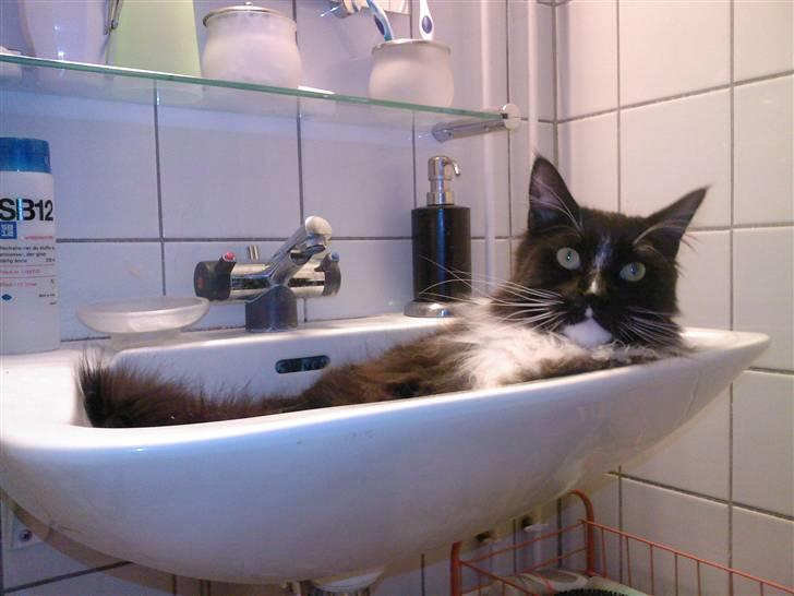 Maine Coon Sajuni's Bilbo Baggins billede 3