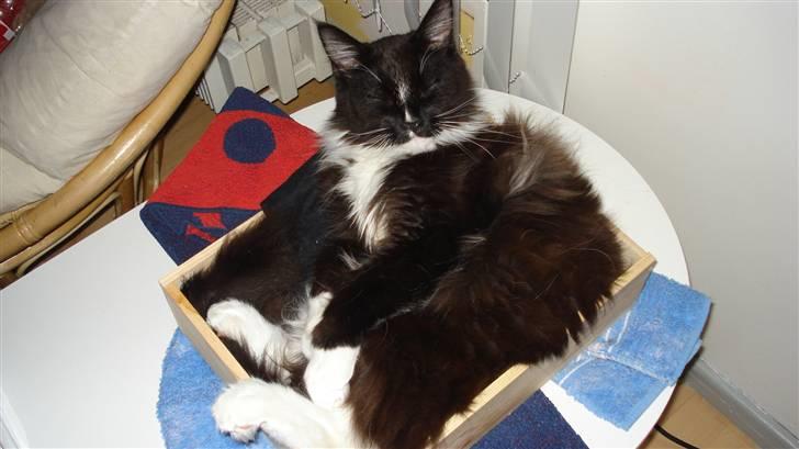 Maine Coon Sajuni's Bilbo Baggins billede 4