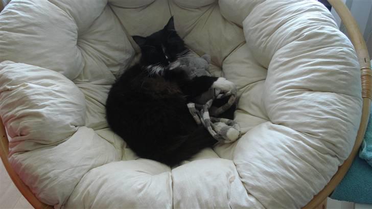 Maine Coon Sajuni's Bilbo Baggins billede 5