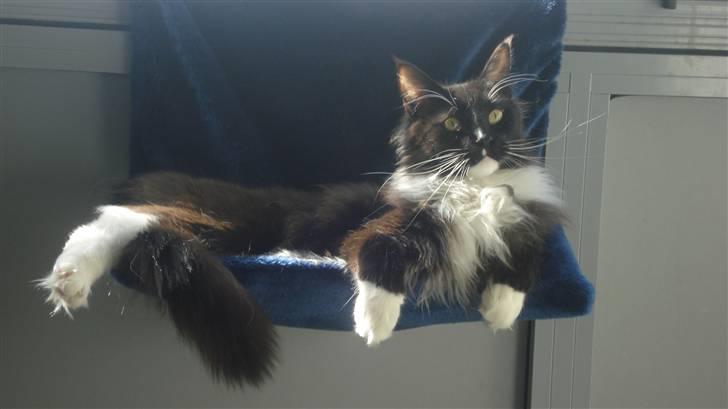 Maine Coon Sajuni's Bilbo Baggins billede 6