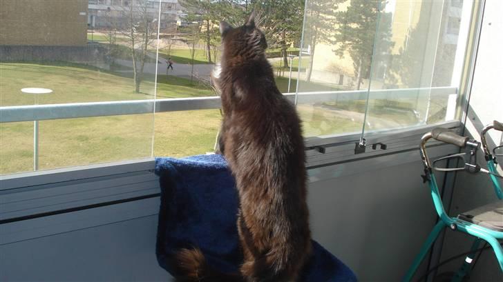 Maine Coon Sajuni's Bilbo Baggins billede 7