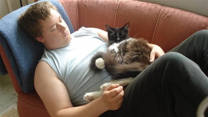 Maine Coon Sajuni's Bilbo Baggins billede 9