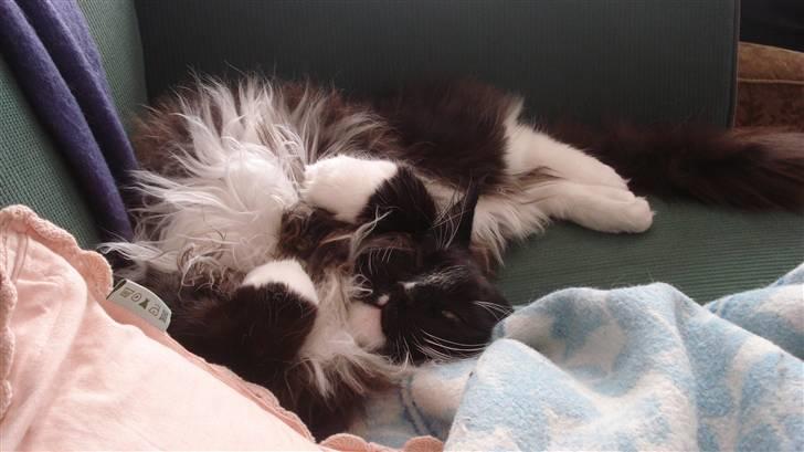 Maine Coon Sajuni's Bilbo Baggins billede 10