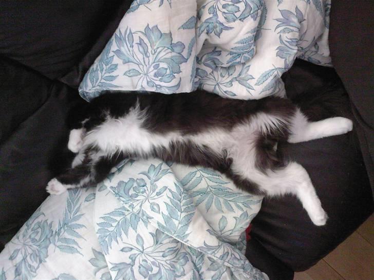 Maine Coon Sajuni's Bilbo Baggins billede 11