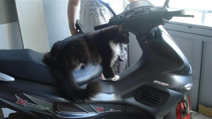 Maine Coon Sajuni's Bilbo Baggins billede 12