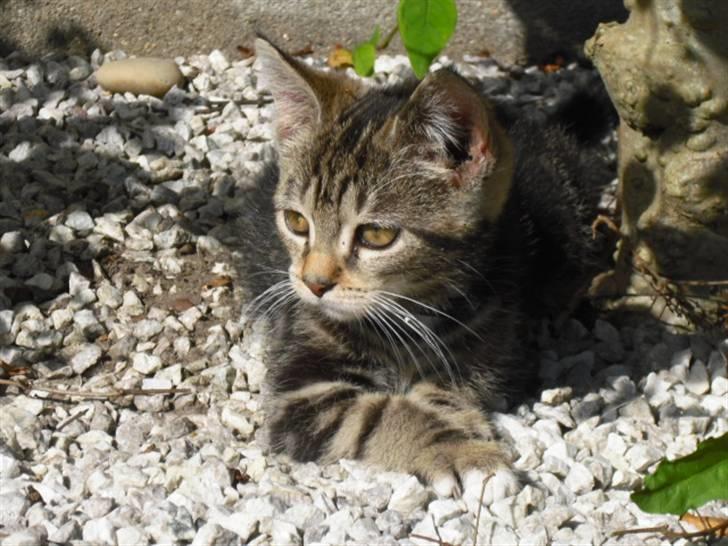 Blanding af racer Minnie You |Mivs| - Velkommen til Minnie You´s Profil ! billede 1