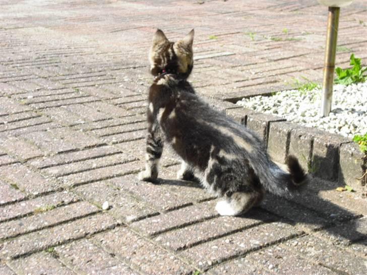 Blanding af racer Minnie You |Mivs| billede 2