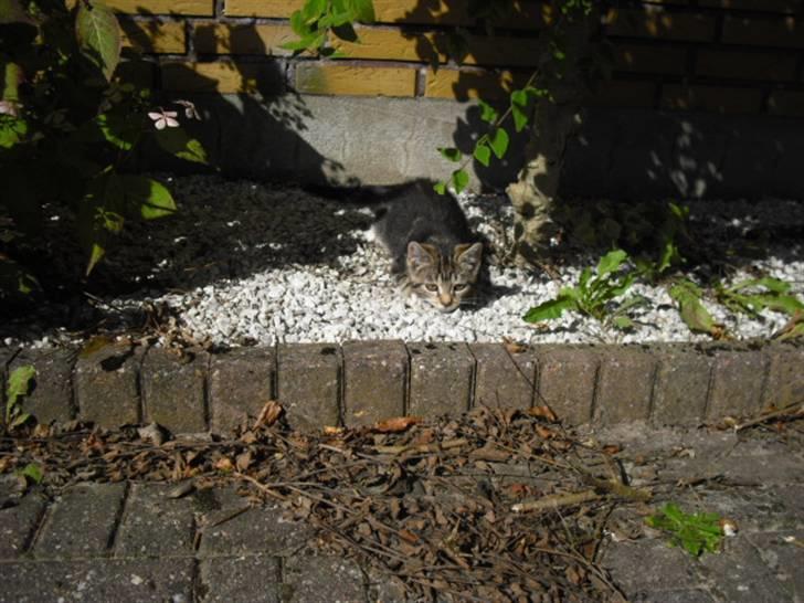 Blanding af racer Minnie You |Mivs| billede 3