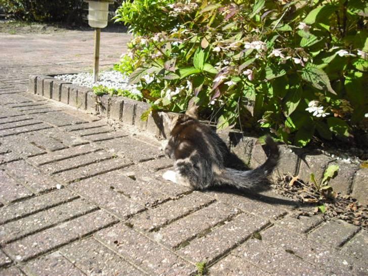 Blanding af racer Minnie You |Mivs| billede 4