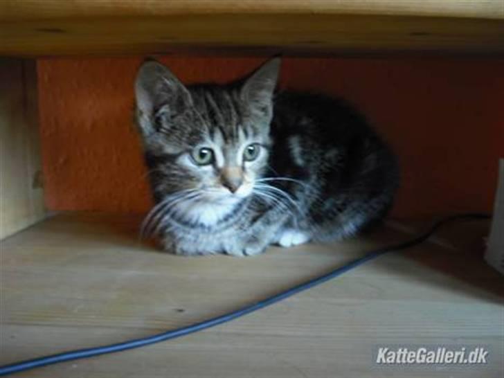 Blanding af racer Minnie You |Mivs| billede 5