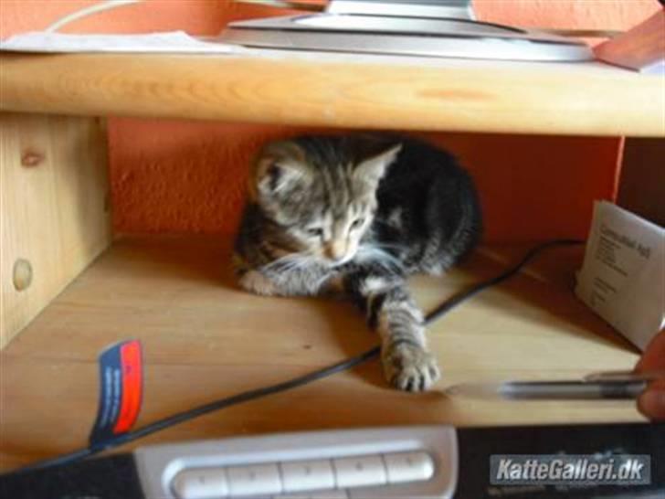 Blanding af racer Minnie You |Mivs| billede 6