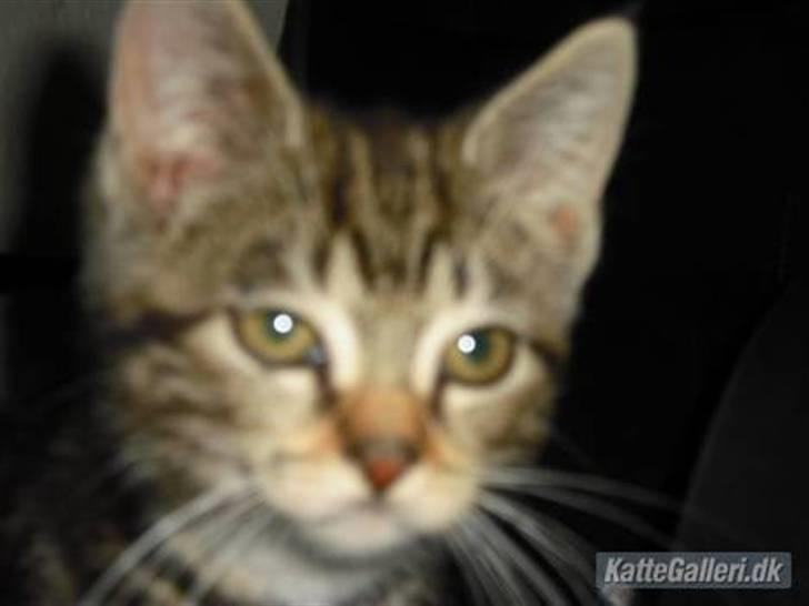 Blanding af racer Minnie You |Mivs| billede 7