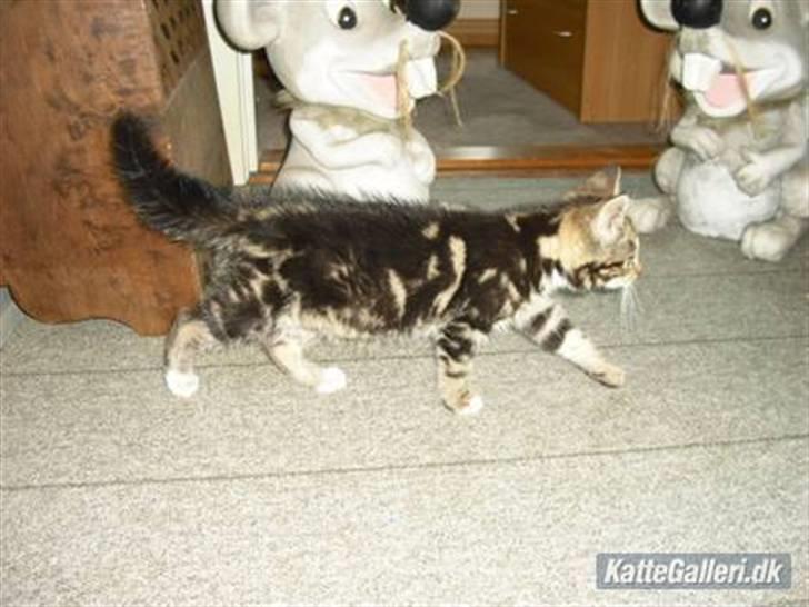 Blanding af racer Minnie You |Mivs| billede 8