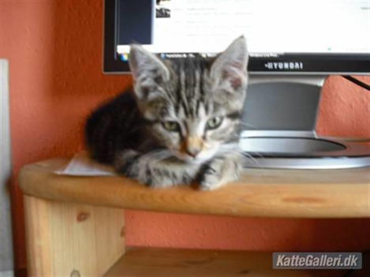 Blanding af racer Minnie You |Mivs| billede 9