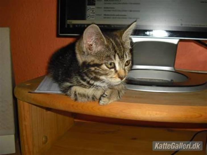 Blanding af racer Minnie You |Mivs| billede 10