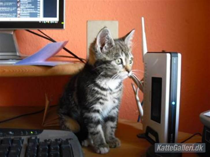 Blanding af racer Minnie You |Mivs| billede 11