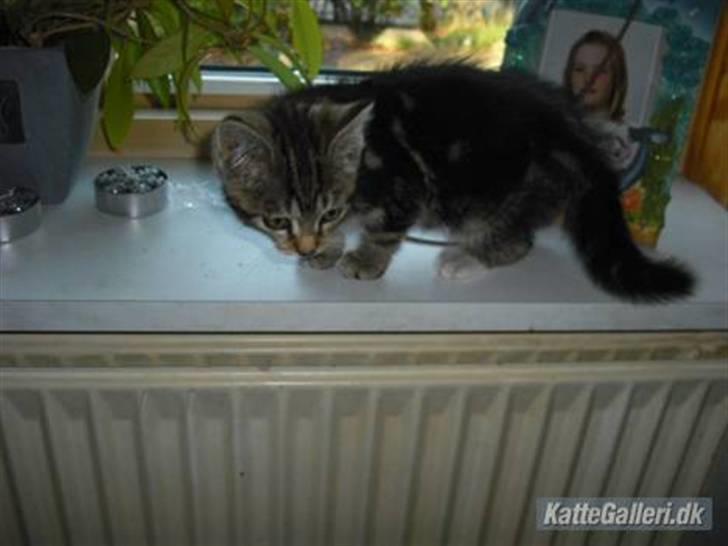 Blanding af racer Minnie You |Mivs| - Tak fordi i kiggede med: D billede 12