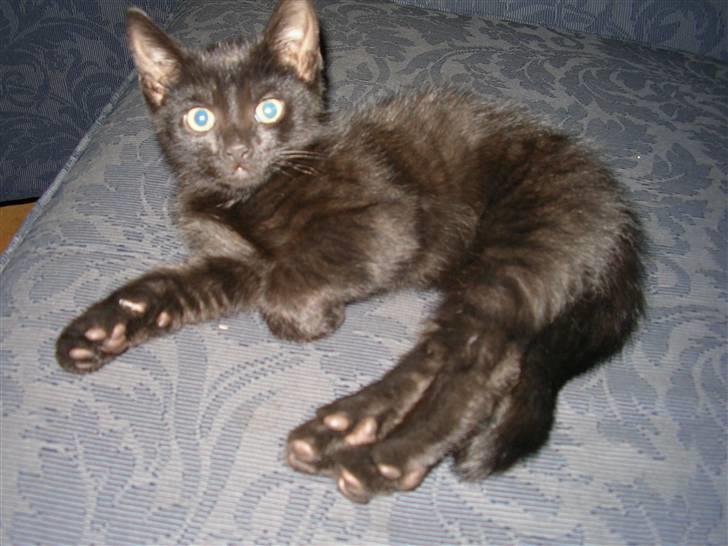 Huskat Emil (RIP den 9/1-10) billede 1