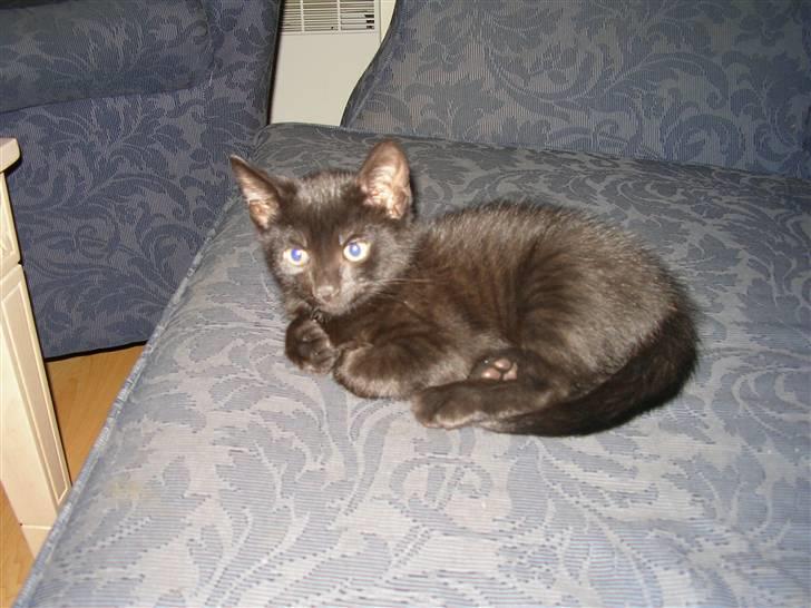 Huskat Emil (RIP den 9/1-10) billede 2