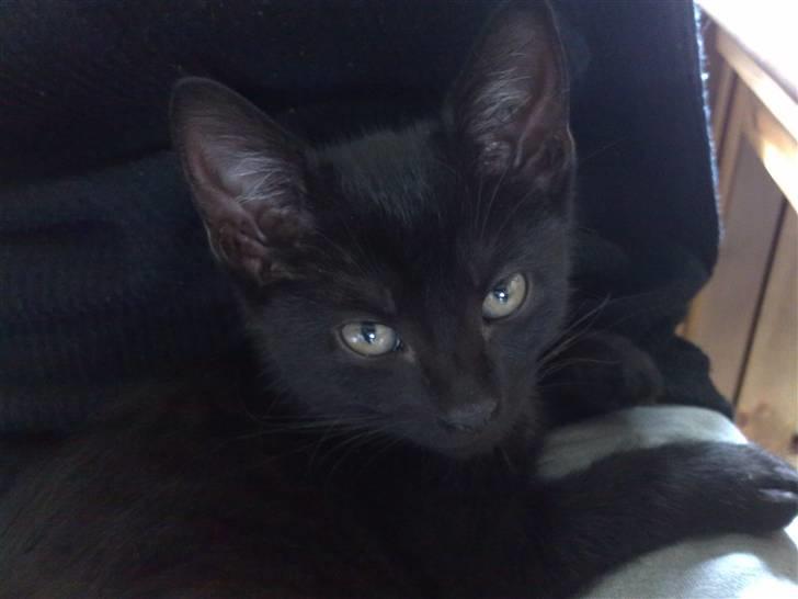 Huskat Emil (RIP den 9/1-10) billede 4